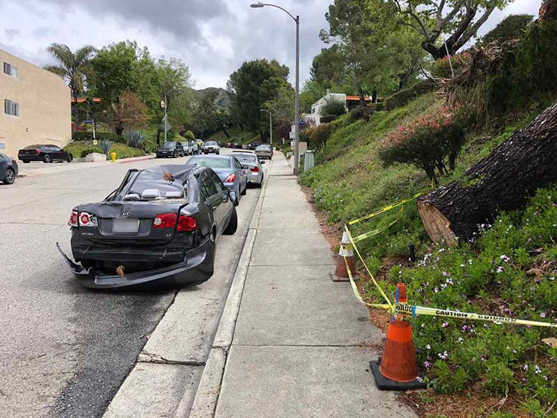 sun valley car damaged by tree after rain