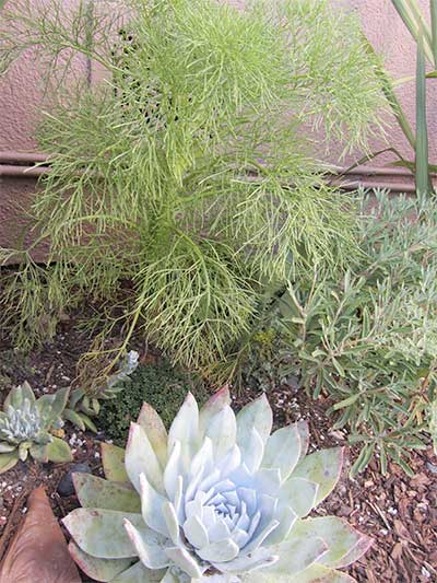 California native plants available at Theodore Payne Foundation in Sun Valley, CA