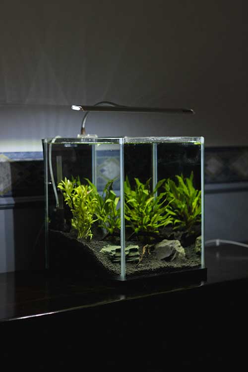 All About Take Care of an Acrylic Fish Tank Package