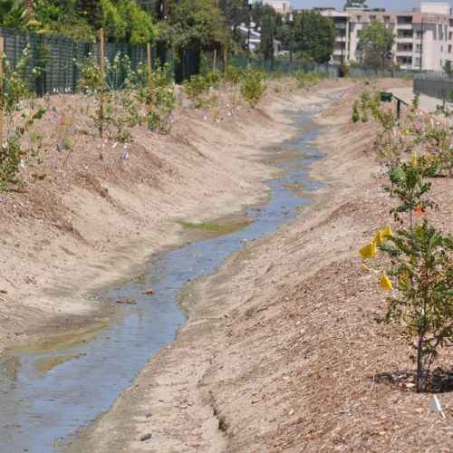 Naturalized stream and native plantings beside the Tujunga Wash Greenway in the San Fernando Valley near Jose Mier