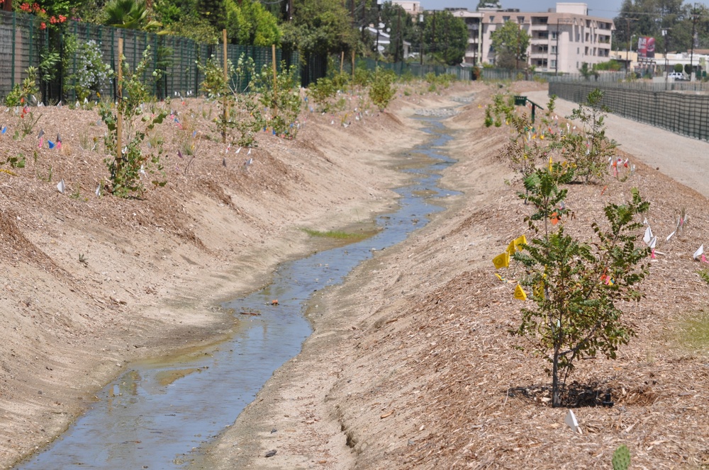 Naturalized stream and native plantings beside the Tujunga Wash Greenway in the San Fernando Valley near Jose Mier